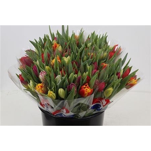 TU DU GEM X10 BLANCO