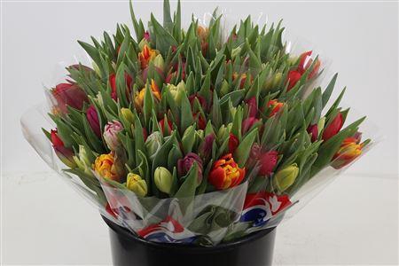 <h4>TU DU GEM X10 BLANCO</h4>