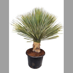 YUC ROSTRATA
