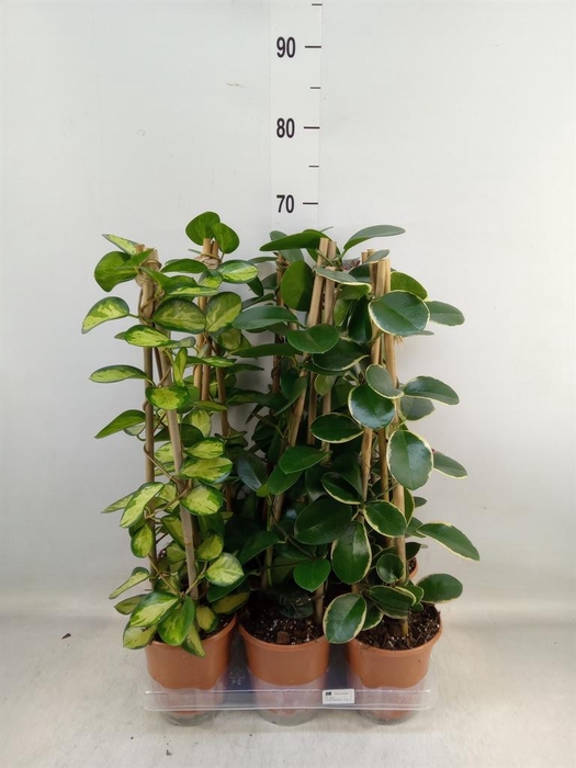 <h4>Hoya ...mix</h4>