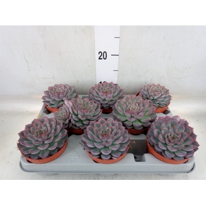 Echeveria  'Hercules'