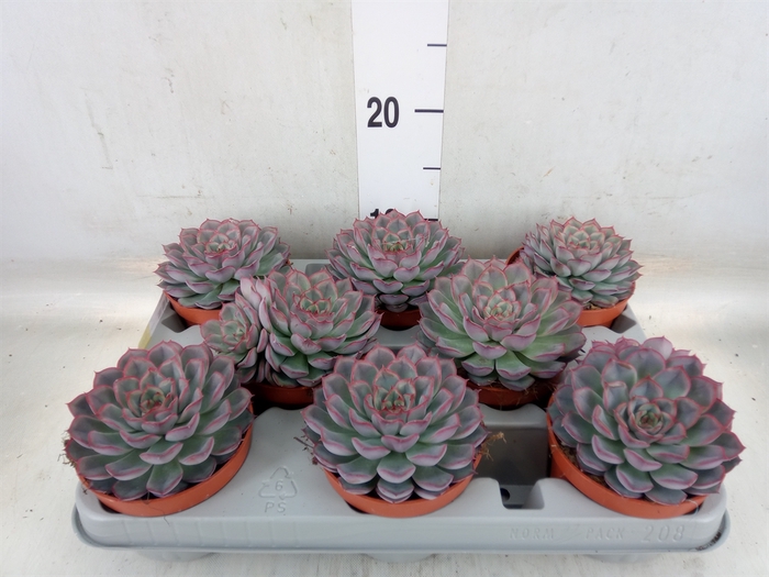 <h4>Echeveria  'Hercules'</h4>
