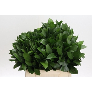 Ruscus aculeatus   ...groot blad