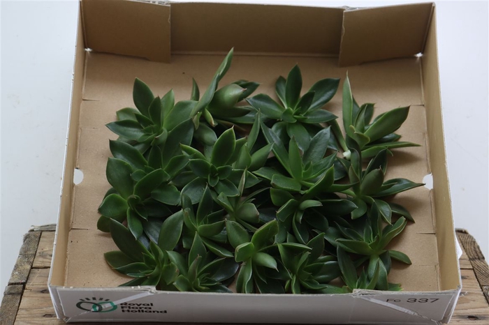 Echeveria Mexicana Klein X20
