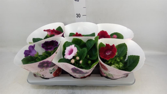 <h4>Sinningia   ...mix</h4>