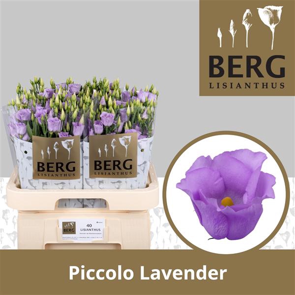<h4>Eust Piccolo Lavender</h4>