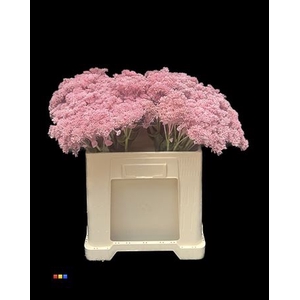 Sedum Light Pink