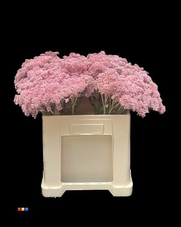 Sedum Light Pink