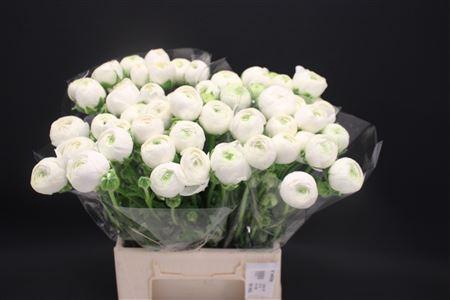 <h4>Ran Aazur White</h4>