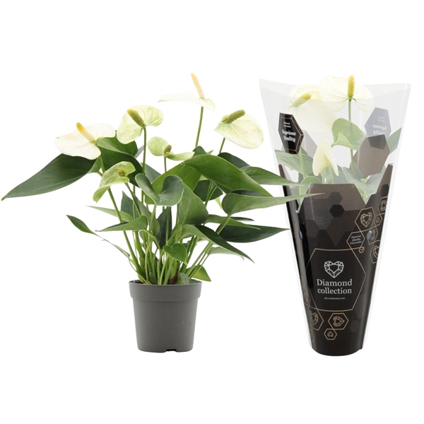 <h4>Anthurium Everest in Diamond sleeve</h4>