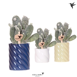 Kolibri Greens Opuntia white in Candy pot blue mix