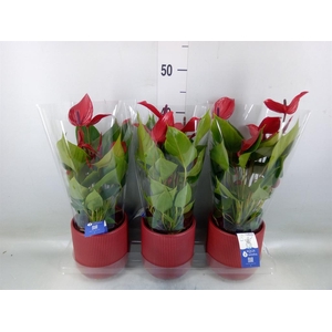 Anthurium  'Banderola Lava'