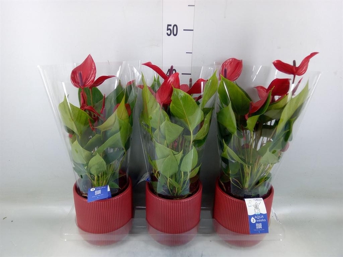 <h4>Anthurium  'Banderola Lava'</h4>