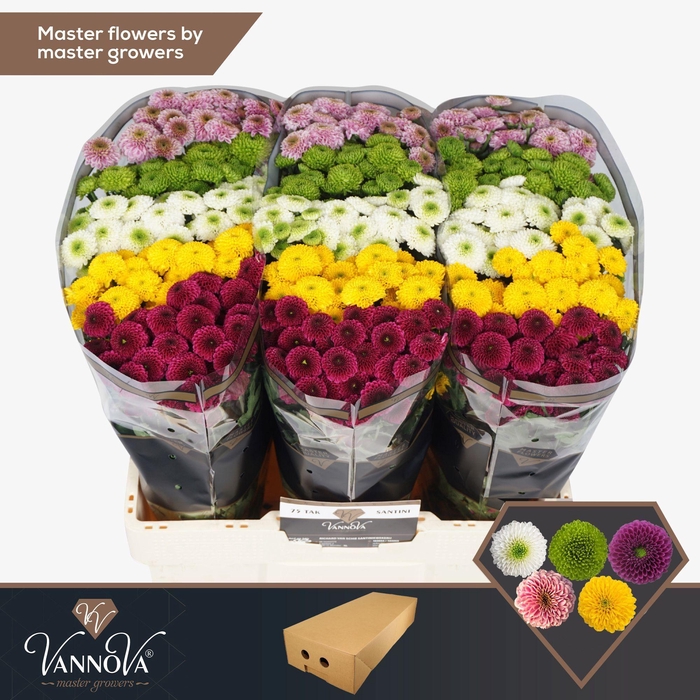 <h4>Chr S Pompon Gemengd</h4>