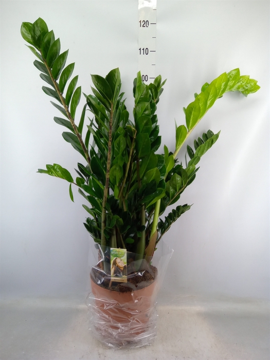 <h4>Zamioculcas zamiifolia</h4>