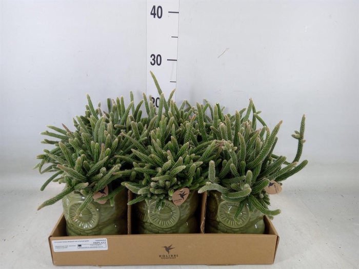 <h4>Rhipsalis   ...mix</h4>