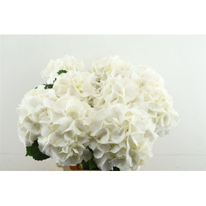 Hydr M Schneeball 65-18