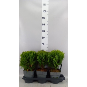 Thuja occid. 'Danica'
