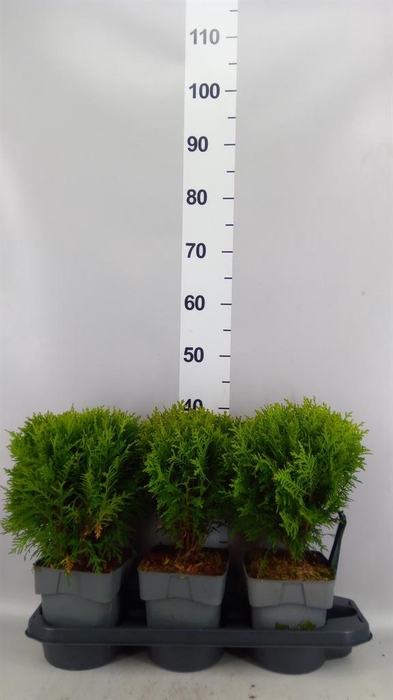 <h4>Thuja occid. 'Danica'</h4>