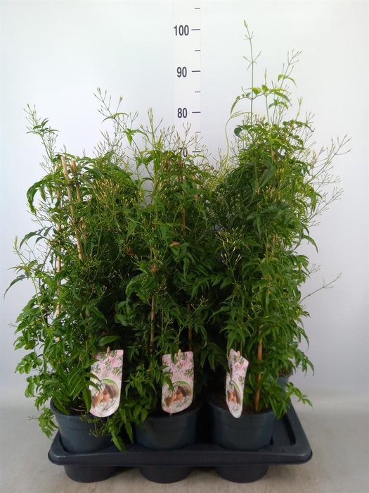 <h4>Jasminum polyanthum</h4>