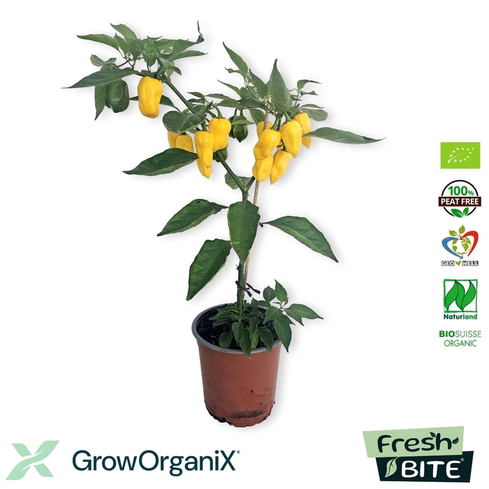<h4>Peper Planten</h4>