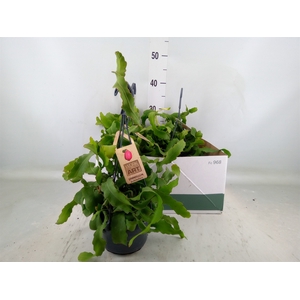 Epiphyllum guatem. var. monstrosa
