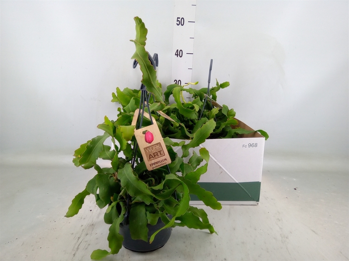 <h4>Epiphyllum guatem. var. monstrosa</h4>