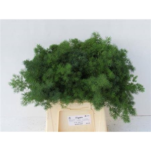Asparagus Umbellatus