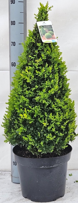 <h4>BUXU SE PYRAMIDALIS</h4>