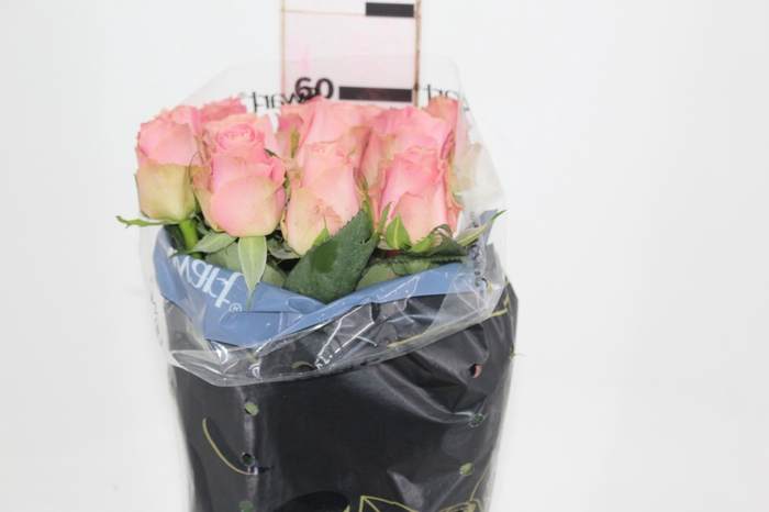 <h4>ROSA SOPHIA LOREN 060 CM ESTUFA</h4>