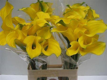 <h4>Zant Gold Medal</h4>