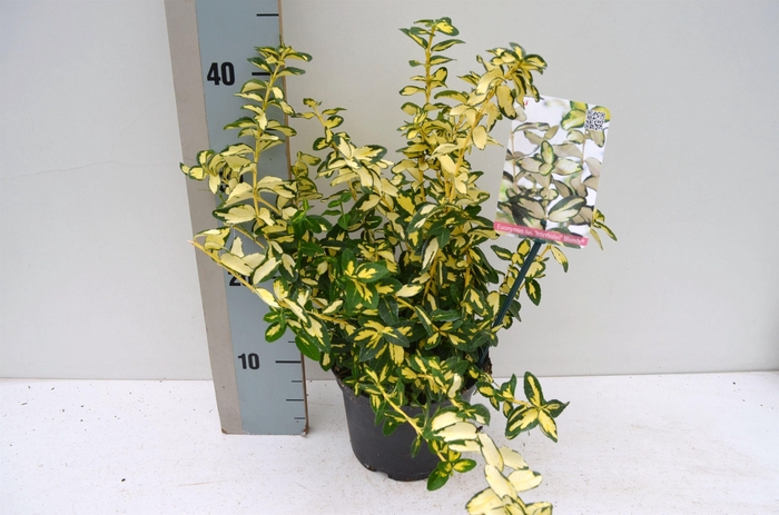 <h4>Euonymus fortunei Blondy</h4>