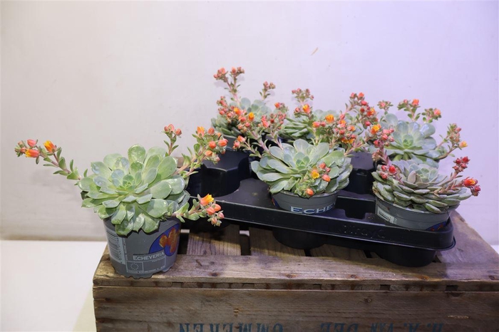 <h4>arr8 Echev Dondo</h4>