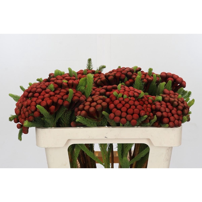 <h4>Kaaps Groen Alb. Red</h4>