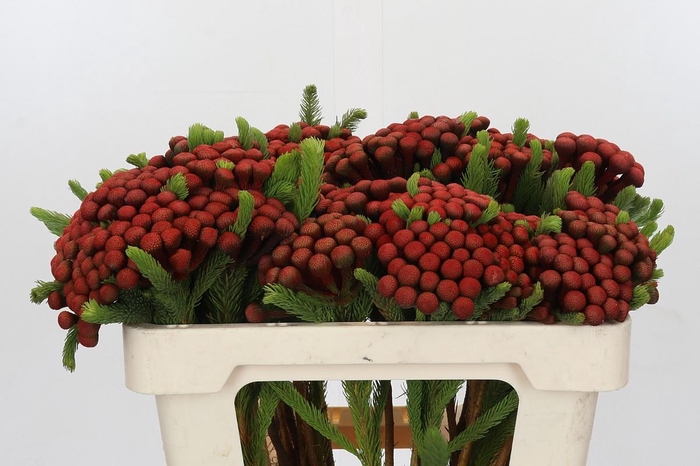 Kaaps Groen Alb. Red