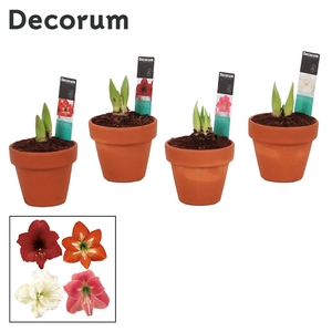 Hippeastrum Kolibri Mix 2 Knop Terracotta IN (Decorum)