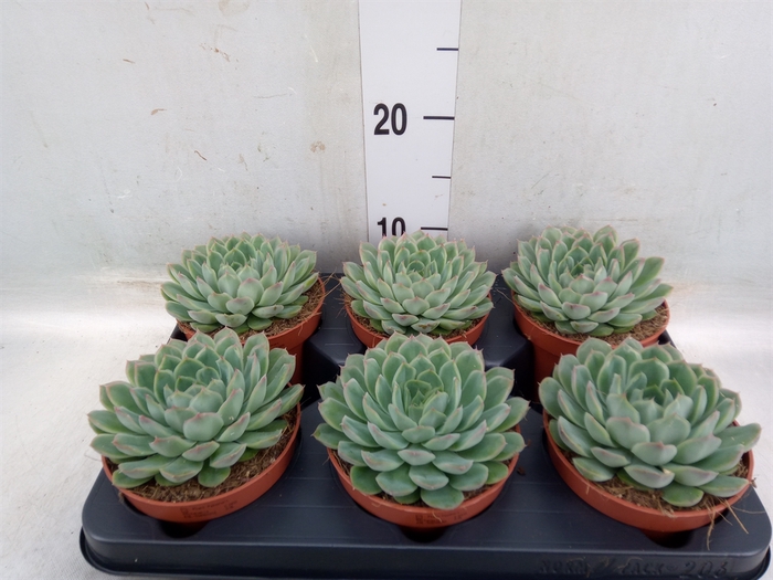 <h4>Echeveria pulidonis</h4>