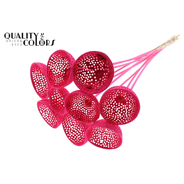 <h4>Bell Cup Jali on stem Intense Cerise</h4>