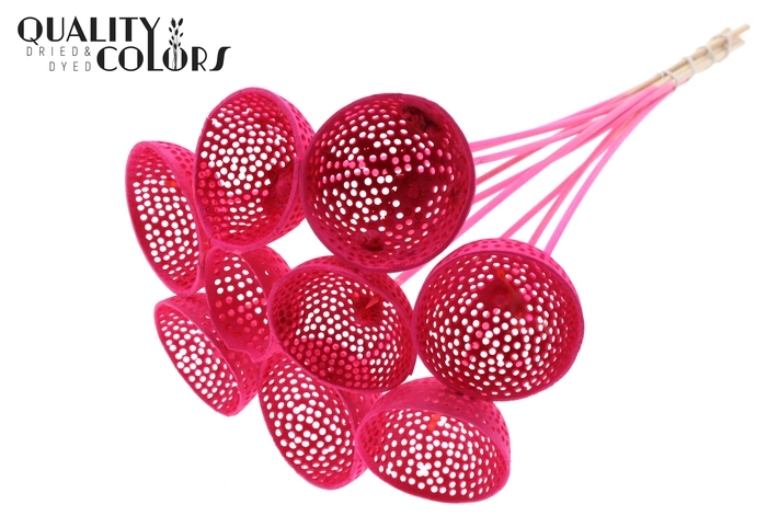 Bell Cup Jali on stem Intense Cerise