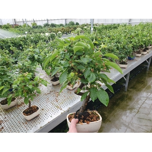 Malus halliana, pot 15cm
