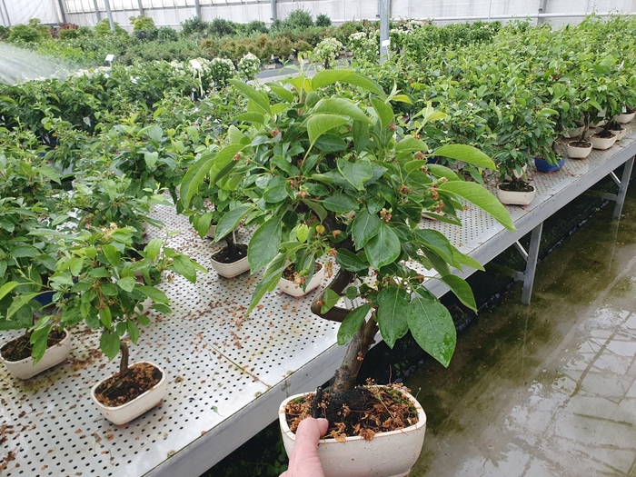 <h4>Malus halliana, pot 15cm</h4>