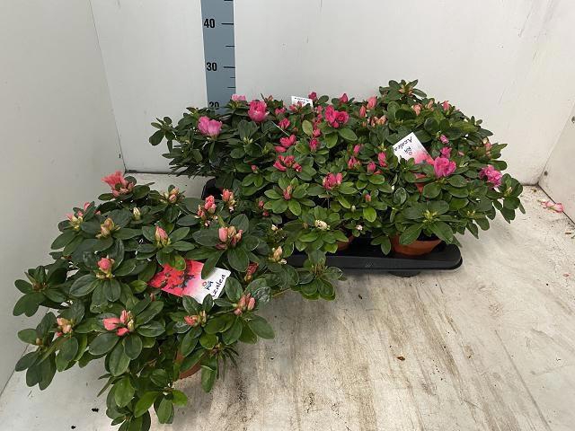 <h4>RHODO SI VOGEL GEM</h4>