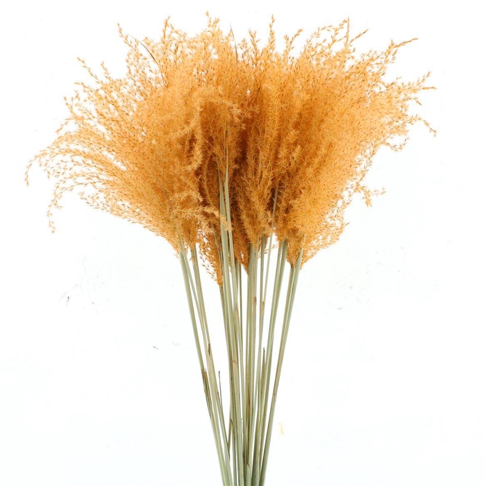 <h4>Dried Stipa Feather Salmon</h4>
