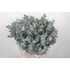 Euc Cinerea Per Bunch 150 Gram