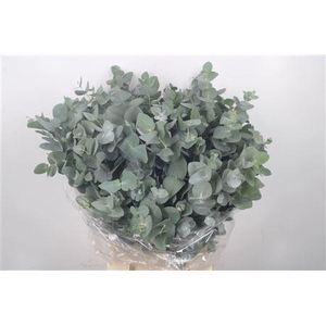 Euc Cinerea Short Per Bunch 400 Gram