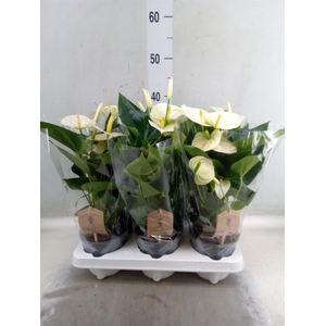 Anthurium andr. 'Cocos'