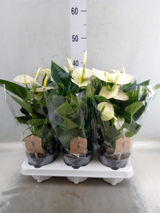 <h4>Anthurium andr. 'Cocos'</h4>