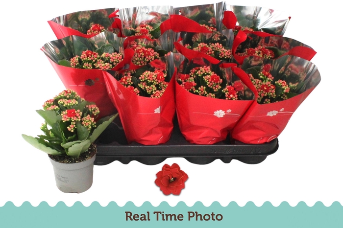 <h4>KAL GE RUBIO RED</h4>