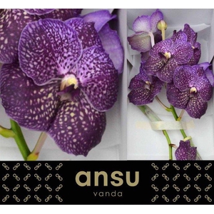Vanda Violetta Dark