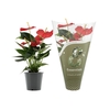 Anthurium Esudo in Essentials sleeve